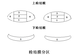 接触镜护理产品注册技术审查指导原则（食药监办械函[2011]116号）(图2)