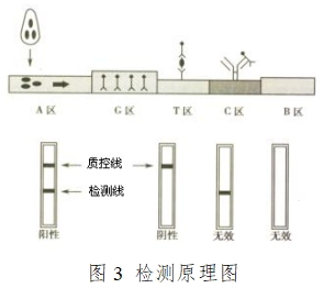 人绒毛膜促性腺激素检测试剂（胶体金免疫层析法）注册技术审查指导原则（2016年修订版）（2016年第28号）(图9)
